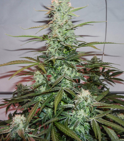 Сорт конопли Royal Gorilla Automatic fem (Royal Queen Seeds)