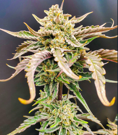 Семена сорта Apricot Auto fem (FastBuds)