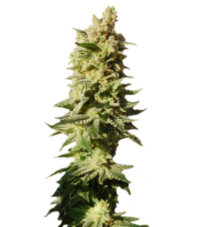 Семена сорта Mataro Blue Max Auto fem