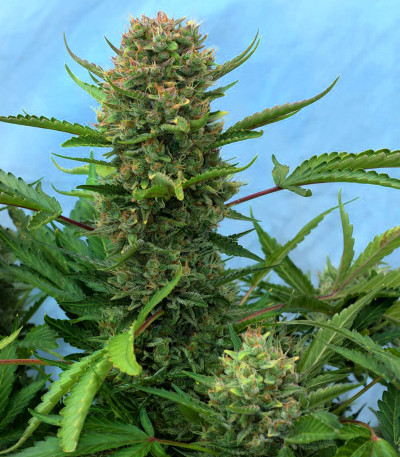 Семена сорта Sweet Cherry Pie (Sweet Seeds)