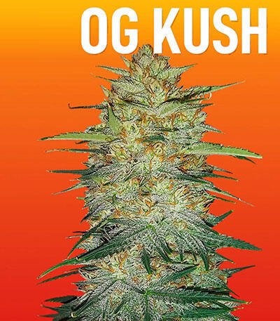 Семена сорта Original Auto OG Kush fem (FastBuds)