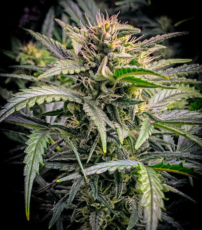 Семена сорта Lemon Pie Auto fem (FastBuds)