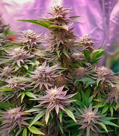 Семена сорта Boy Scout Cookies fem (Kalashnikov Seeds)