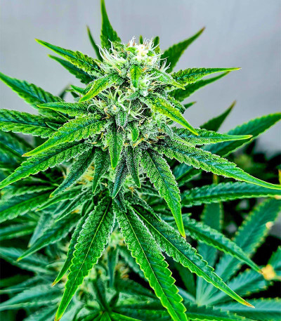 Семена сорта Dozy Doz fem (AlphaFem Seeds)