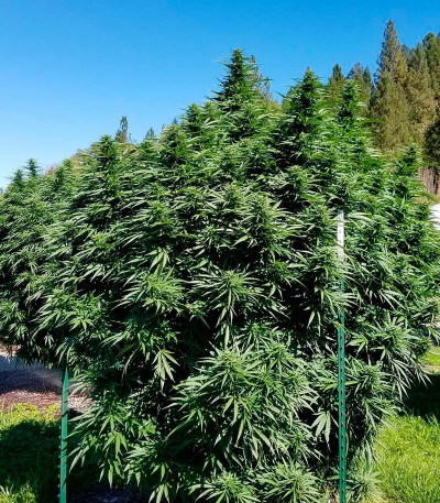 Семена сорта Kripple Roulette fem (Dr. Krippling Seeds)