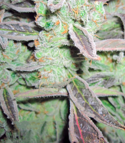 Семена сорта Lemon Thai Kush reg