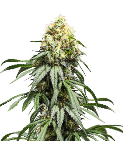 Семена сорта Bruce Lemon Diesel fem (Dutch Passion)