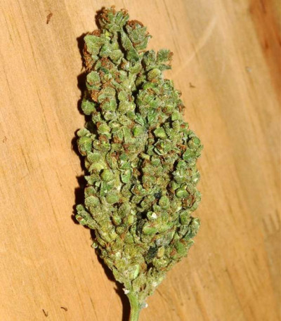 Семена сорта Amnesia Haze Auto Fem (Vision Seeds)