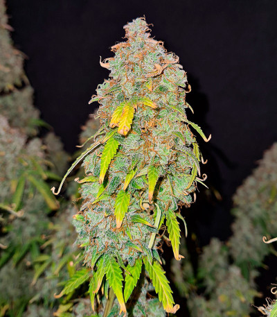 Семена сорта Gorilla Crunch Auto fem от Семяныча