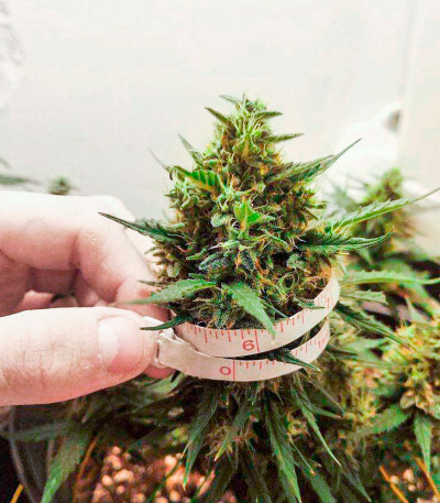 Семена сорта Pineapple Glue fem (Advanced Seeds)