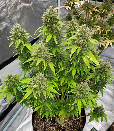 Семена сорта Siberian Sunset Auto fem (Семяныч)