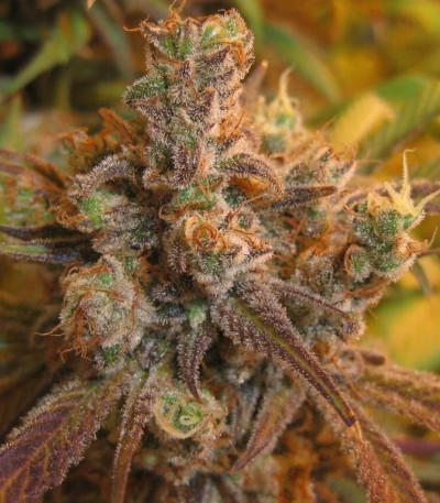 Семена сорта Super Silver Haze fem (Green House Seeds)