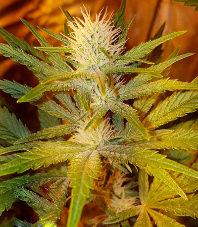 Семена сорта White Caramel Cookie fem (Sumo Seeds)