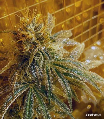 Семена сорта Gorilla fem (Семяныч)