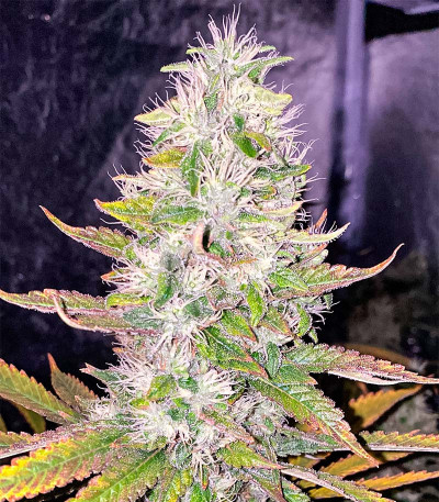 Семена сорта Ice Cream Cake fem (Barney's Farm)