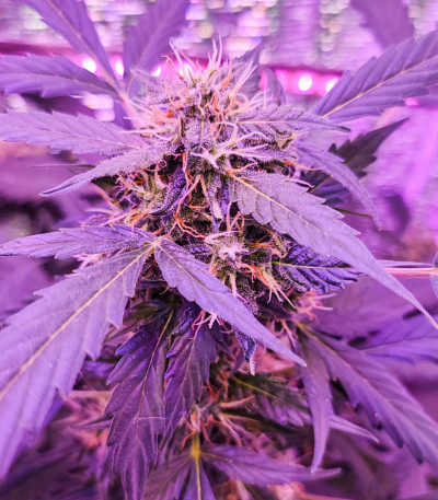 Семена сорта LSD auto fem (Семяныч)