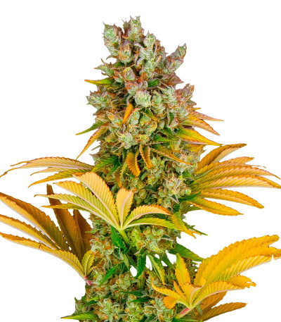 Семена сорта GMO fem (Barney's Farm)