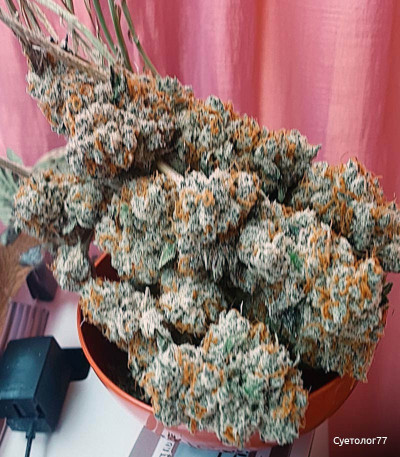 Семена сорта Gorilla fem (Семяныч)