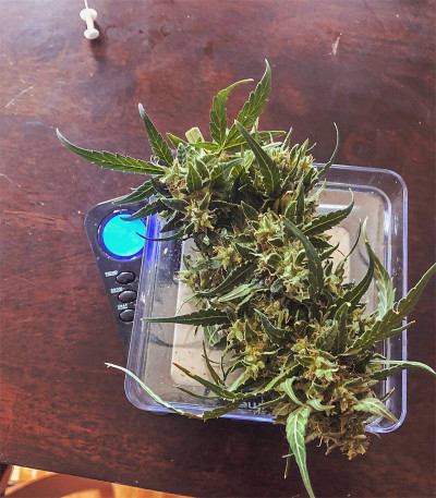 Семена сорта Auto Original Limonade Skunk fem (Victory Seeds)