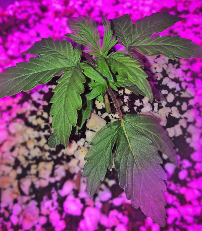Семена сорта Grand Heft Auto fem (Dr. Krippling Seeds)