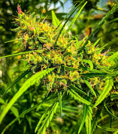 Семена сорта Kali Banner fem (AlphaFem Seeds)