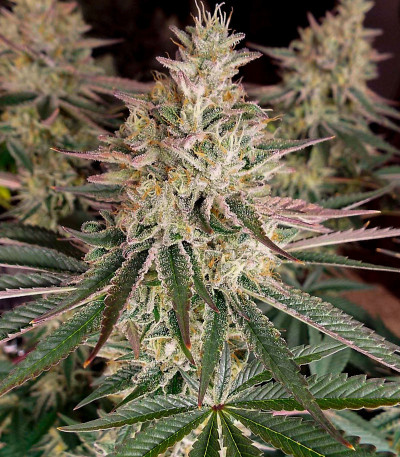 Семена сорта Zookies fem (7CH American)