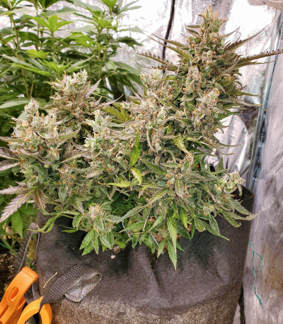Семена сорта Auto Night Queen fem (Dutch Passion)