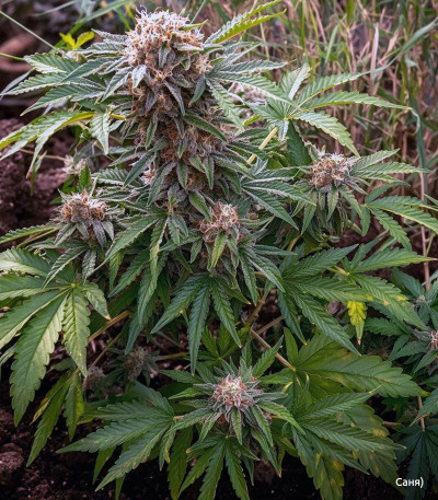 Семена сорта Cookies auto fem (FastBuds)