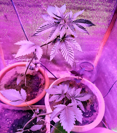 Семена сорта Cookies Kush fem