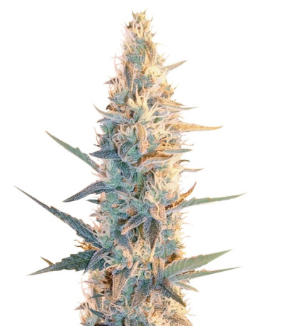 Семена сорта Outdoor Grapefruit fem (Female Seeds)