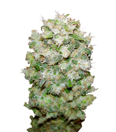 Семена сорта White Castle fem