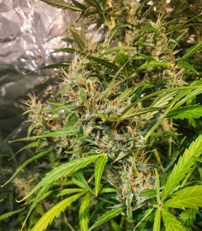 Семена сорта Auto Brooklyn Sunrise fem (Dutch Passion)