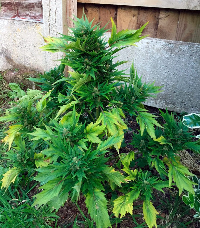 Сорт марихуаны Auto Duck