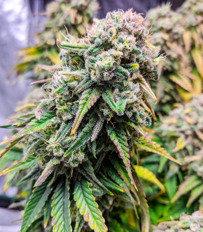 Семена сорта Fat Banana fem (Royal Queen Seeds)