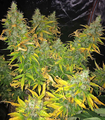 Семена сорта Grand Heft Auto fem (Dr. Krippling Seeds)