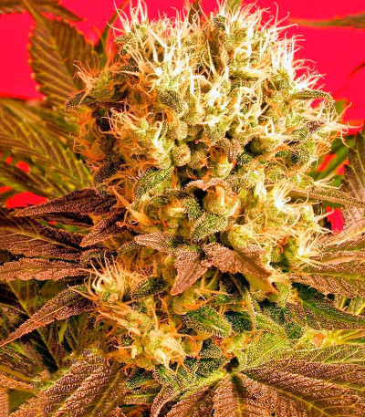 Семена сорта Motavation reg (Serious Seeds)