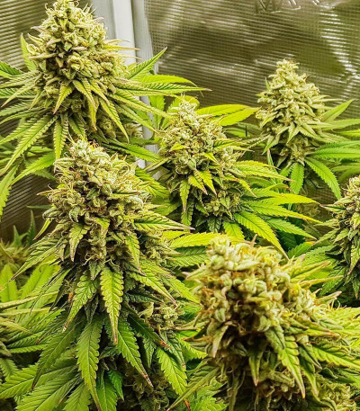 Семена сорта Purple OG Punch fem (Dutch Passion)