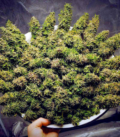 Семена сорта Satori fem (Mandala Seeds)