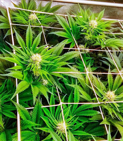 Семена сорта Runtz fem (Barney's Farm)