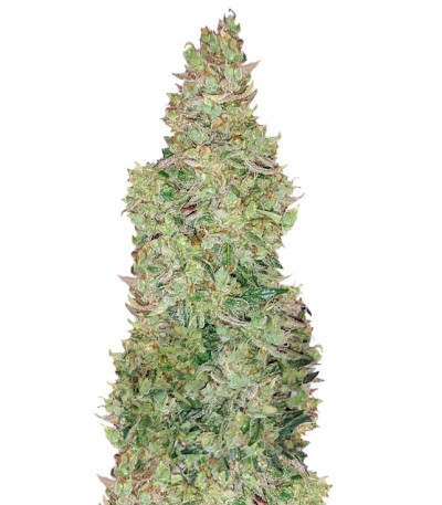 Семена сорта Smokin Gun Auto fem (Dr. Krippling Seeds)