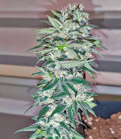 Семена сорта Mimosa Shot fem (Herbies Seeds)