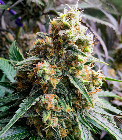 Семена сорта Ninja Zkittles fem (Dr. Krippling Seeds)