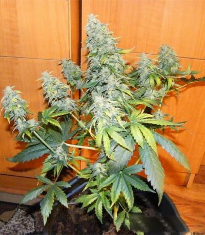 Семена сорта Royal AK fem (Royal Queen Seeds)