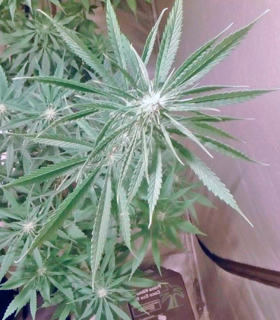 Семена сорта NL5 Haze Mist fem