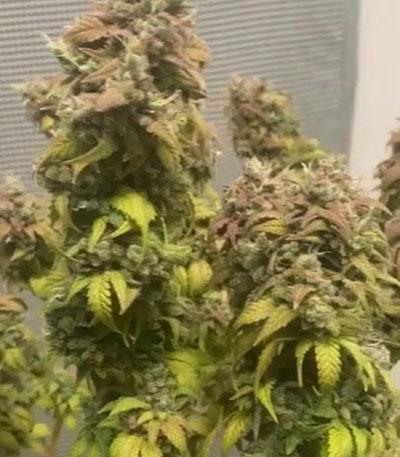 Семена сорта Tropicana Cookies Auto fem (FastBuds)