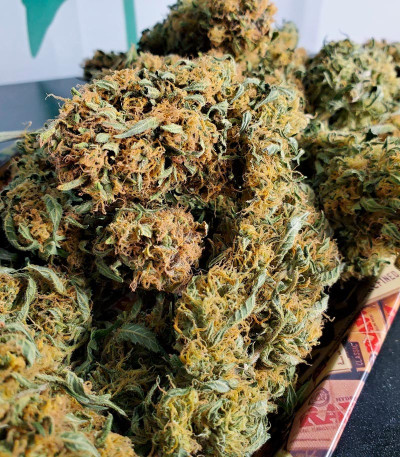 Семена сорта Bruce Banner Auto fem