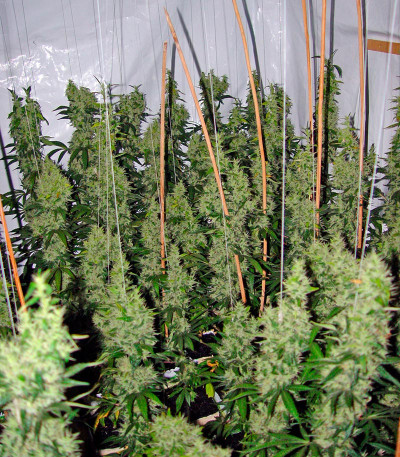 Семена сорта Kali Мist fem (Serious Seeds)