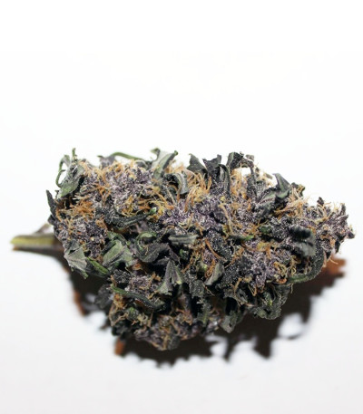 Семена сорта LSD-25 Auto fem