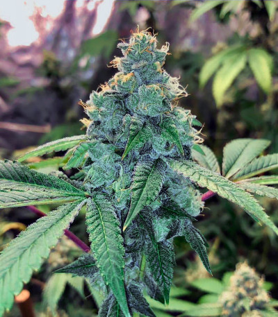 Семена сорта Watermelon Zkittlez fem (Pyramid Seeds)