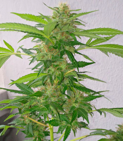 Семена сорта White Widow fem (Vision Seeds)